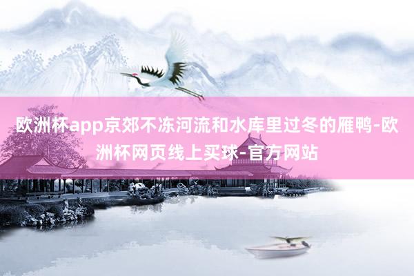 欧洲杯app京郊不冻河流和水库里过冬的雁鸭-欧洲杯网页线上买球-官方网站